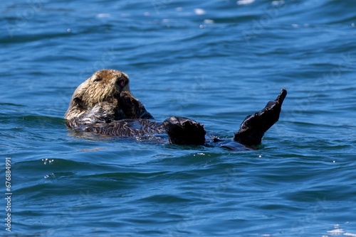 sea otter bobbing in the sea 