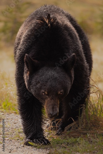 Black bear bear in the field © Wilbert