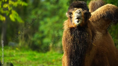 Video of Domestic bactrian camel