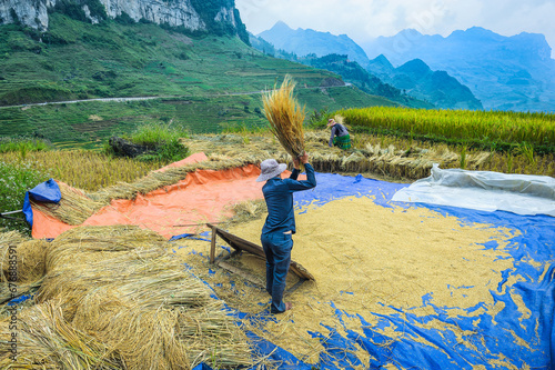 Young husband and wife are harvesting rice in the high mountains of Simacai district, Lao Cai province of Vietnam photo