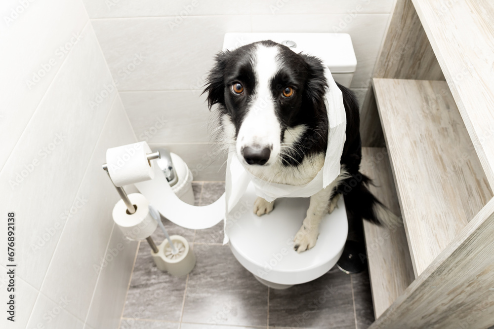 Dog shenanigans! A border collie dog sits on top of a toilet in a bathroom in a house rolled up with toilet paper. The animal looks at the camera with a sad face. Dog repentance. - obrazy, fototapety, plakaty 