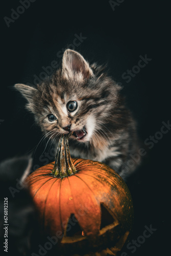 Norwegian forest cat kittens and pumpkins © annie