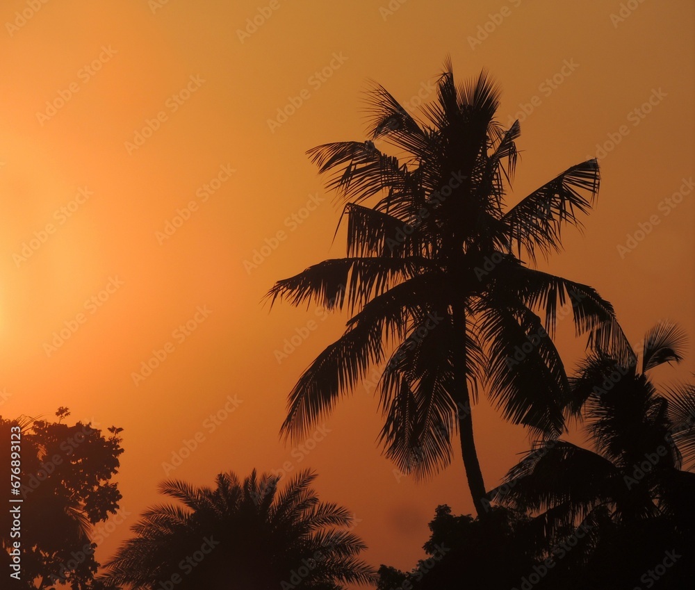 Sun setting behind a palm tree