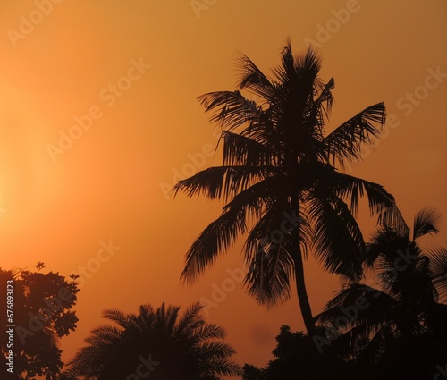 Sun setting behind a palm tree