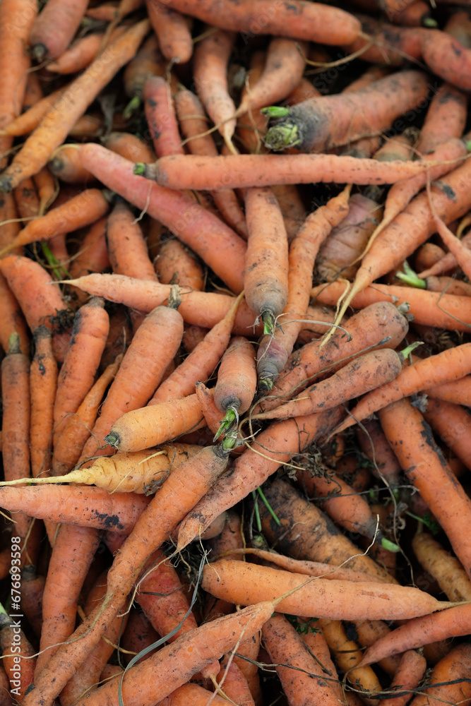 carrots on the ground carrots on the ground