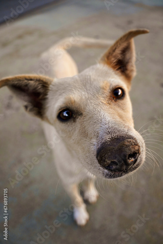 Portrait of a dog