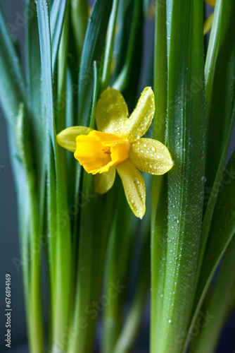 Yellow Narcissus flower