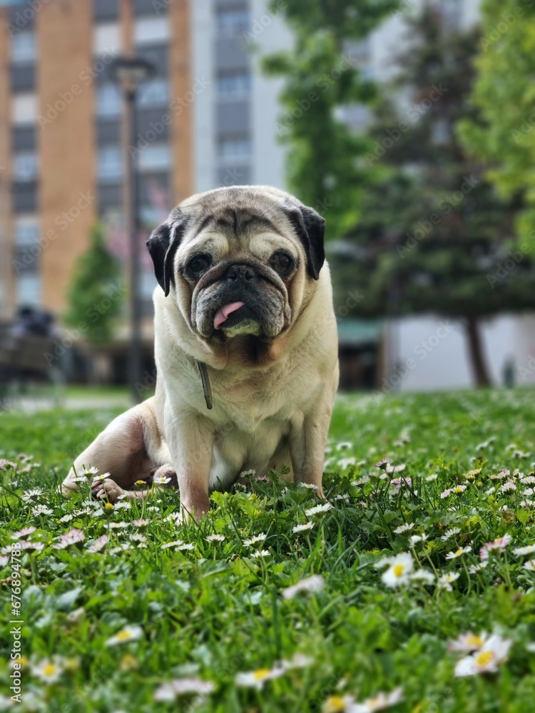 Vertical closeup of a pug sitting in green grass in a park on a sunny day