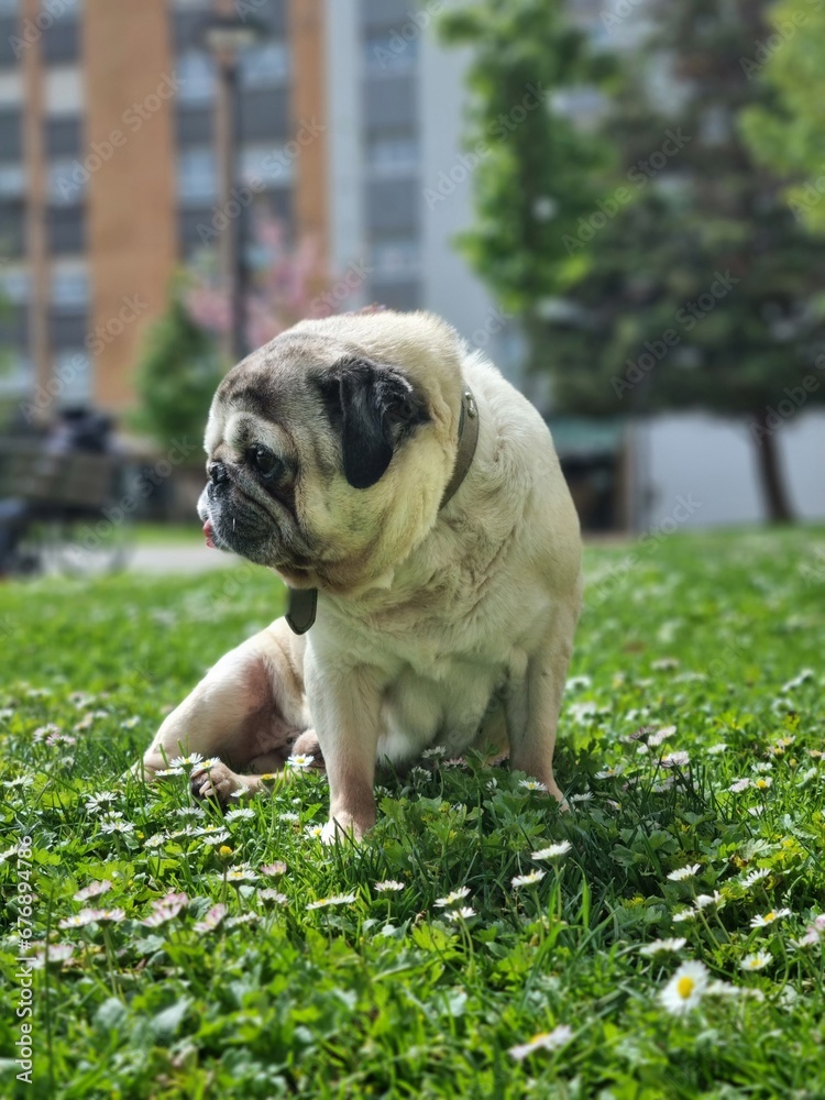Vertical closeup of a pug sitting in green grass in a park on a sunny day