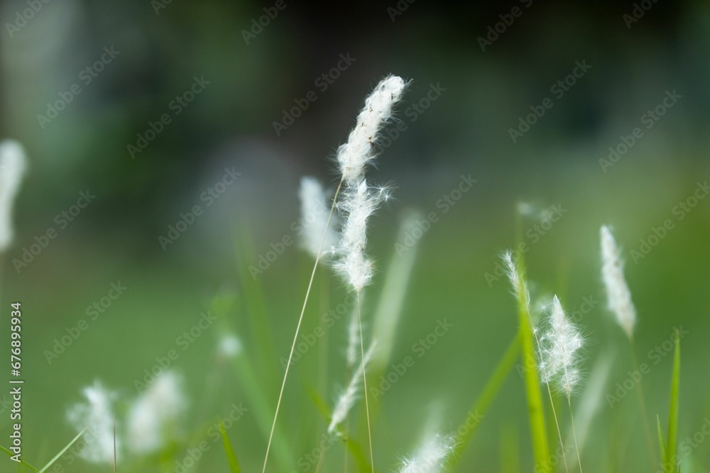 Shallow focus of Cogon grass growing in a green field