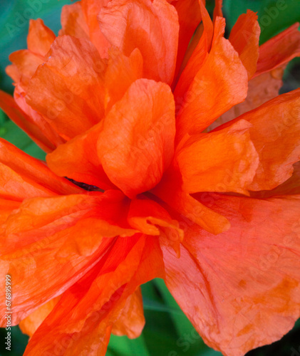 Blooming red poppy flowers.