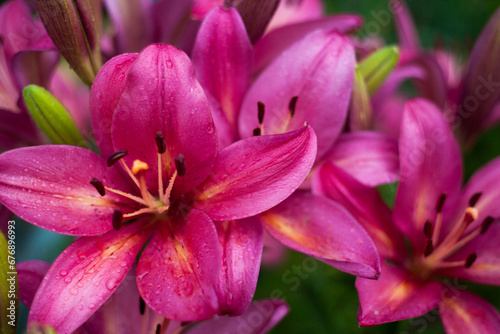 Pink lily flower