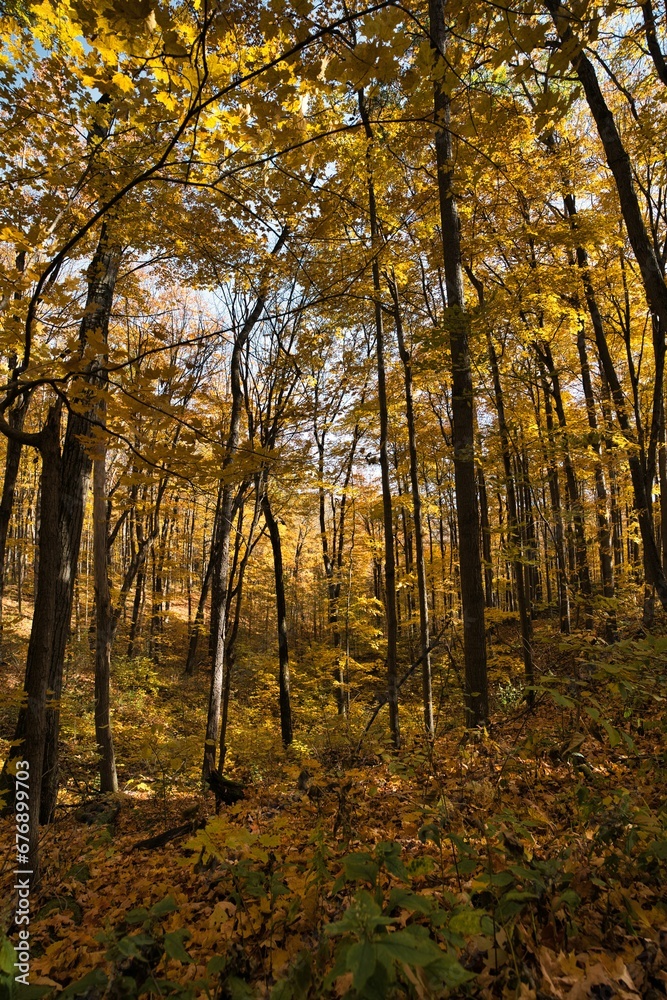 Obraz premium Vertical shot of a beautiful forest in Whitby, Canada