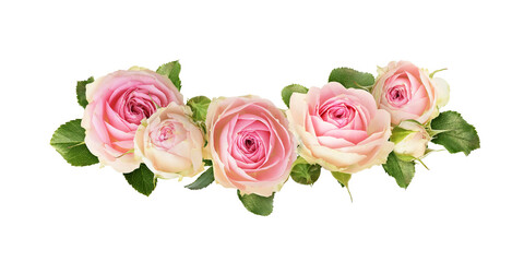 Small pink rose flowers in a floral arrangement isolated on white or transparent background