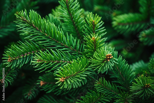 Festive wallpaper featuring the verdant, spiky branches of a fir or pine tree.