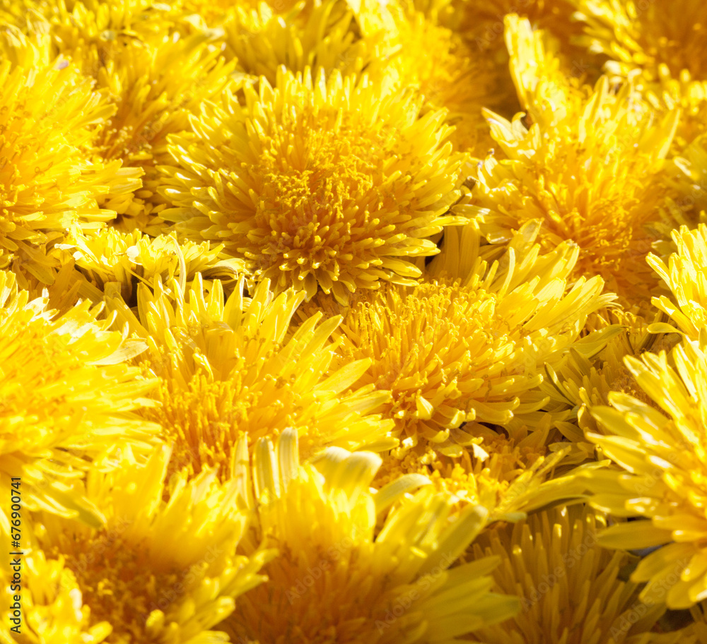 Blooming yellow flowers Blooming yellow flowers