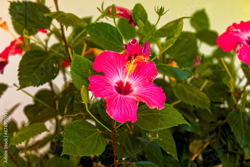 Hibiscus flower (Hibiscus syriacus)  known as rose mallow, hardy hibiscus, rose of sharon, and tropical hibiscus.