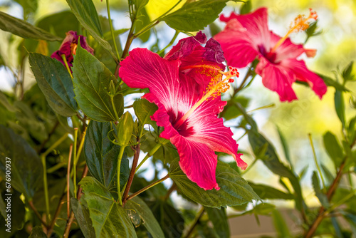 Hibiscus flower (Hibiscus syriacus)  known as rose mallow, hardy hibiscus, rose of sharon, and tropical hibiscus.