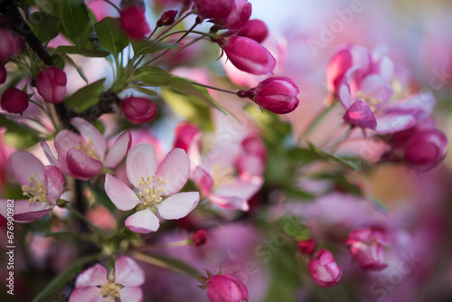 Closeup of pink crabapple blossoms