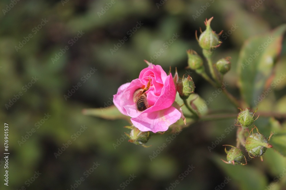 Closeup shot of a bee collecting nectar from a pink rose in the garden Closeup shot of a bee collecting nectar from a pink rose in the garden