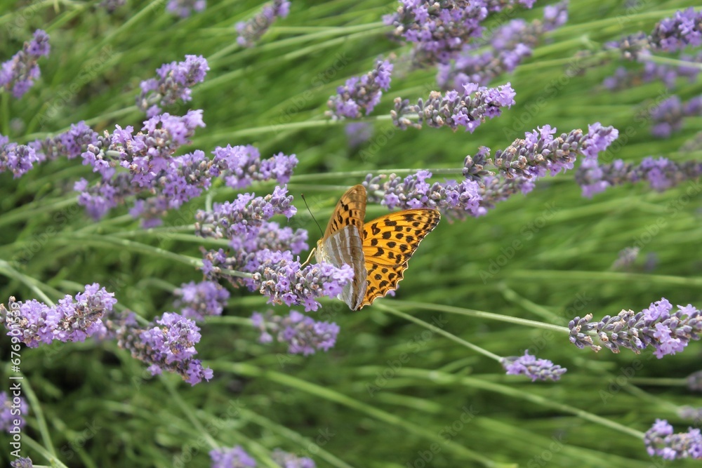 Naklejka premium Closeup shot of a silver-washed fritillary butterfly on a lavender