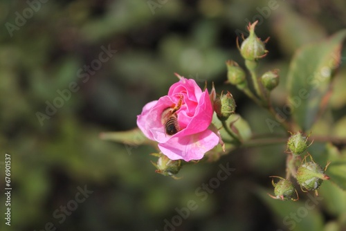 Closeup shot of a bee collecting nectar from a pink rose in the garden