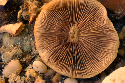 Mushroom Gills Mandala A