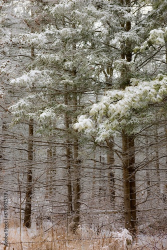 Forest in winter