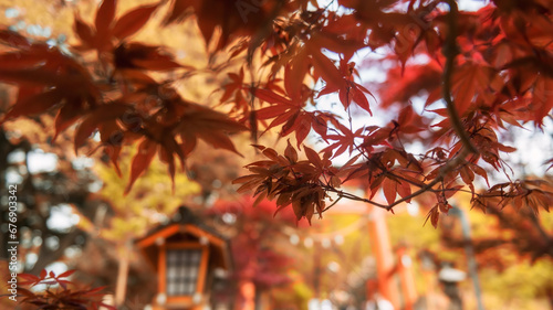 red maple leaf with blur torii gate Arakura Sengen shrine, Yamanashi photo