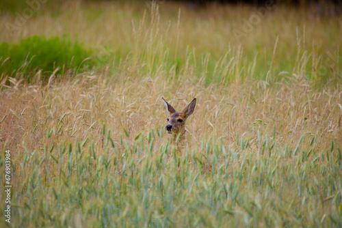Reh im Wildacker