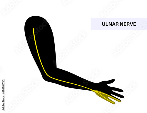 Ulnar nerve anatomy