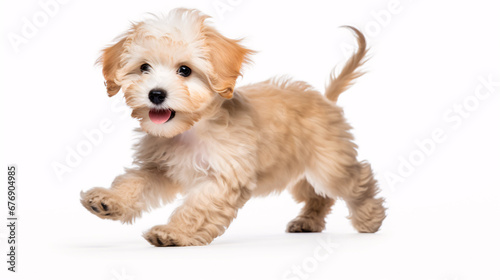 A vivacious Maltipoo puppy gambolling and frolicking unaccompanied against a white background.