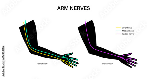 Nerves of the hand