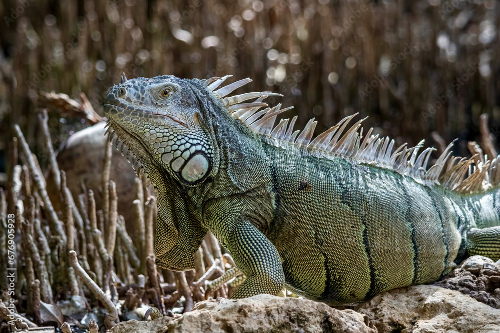 Colorful Iguana at Wildlife Sanctuary in San Pedro Belize Colorful Iguana at Wildlife Sanctuary in San Pedro Belize
