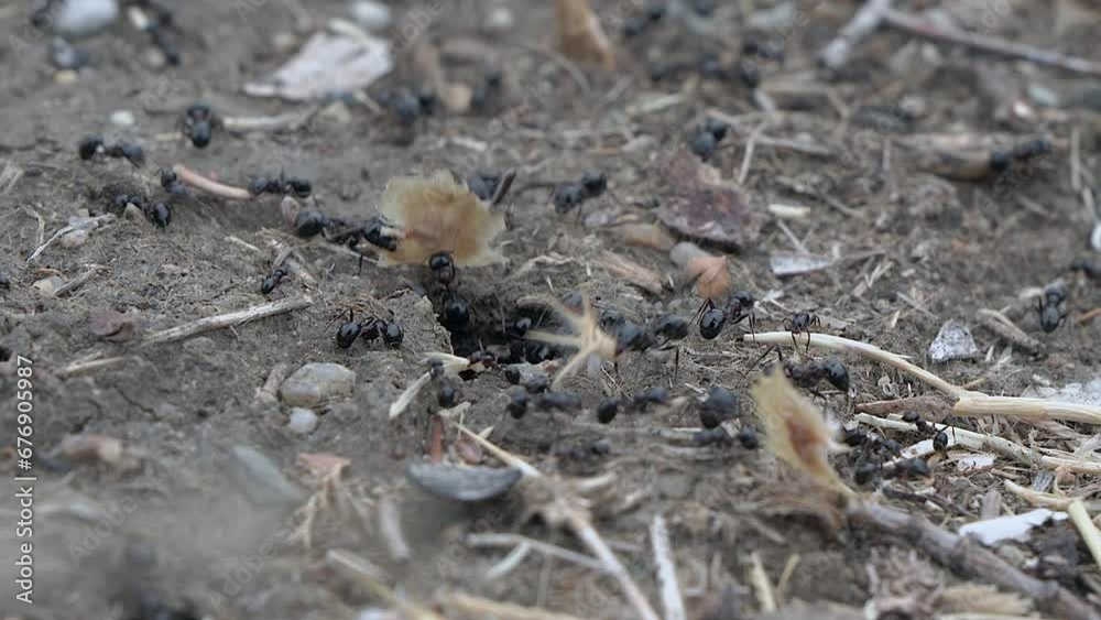 Ants carries seeds twice its size into storage Ants carries seeds twice its size into storage