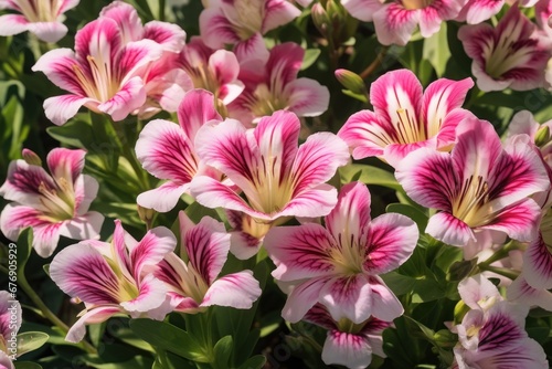 Beautiful Alstroemeria Flowers. Mother s day concept with a space for a text. Valentine day concept with a copy space.