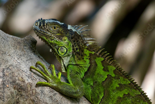 Colorful Iguana at Wildlife Sanctuary in San Pedro Belize