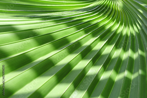 Tropical vegetation concept. Green palm leaves in tropical forest. Texture of green palm Leaf. Abstract background. Beautiful light shadow on a large palm leaf. Striped palm foliage in rainforest