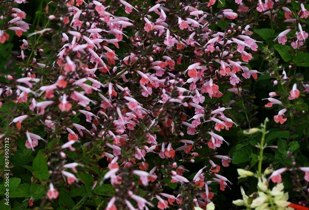 Salvia splendens flowers. Lamiaceae perennial plants. Long lip flowers emerge from the tubular calyx from June to November. There are varieties with different flower colors all over the world.
Salvia splendens flowers. Lamiaceae perennial plants. Long lip flowers emerge from the tubular calyx from June to November. There are varieties with different flower colors all over the world.