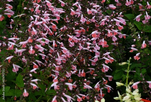 Salvia splendens flowers. Lamiaceae perennial plants. Long lip flowers emerge from the tubular calyx from June to November. There are varieties with different flower colors all over the world.
