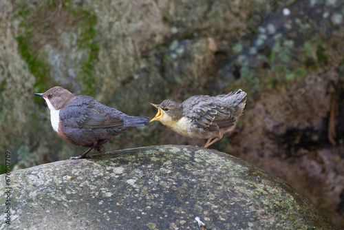 merlo acquaiolo (Cinclus cinclus) dipper photo