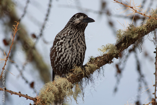 Bird in the wilderness.