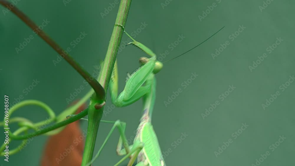 Praying mantis posing for a photo Praying mantis posing for a photo