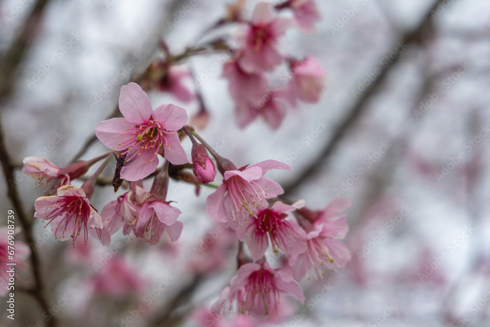 Wild Himalayan Cherry flower with blurred background. Wild Himalayan Cherry flower with blurred background.