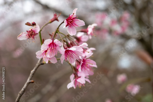 Wild Himalayan Cherry flower with blurred background.