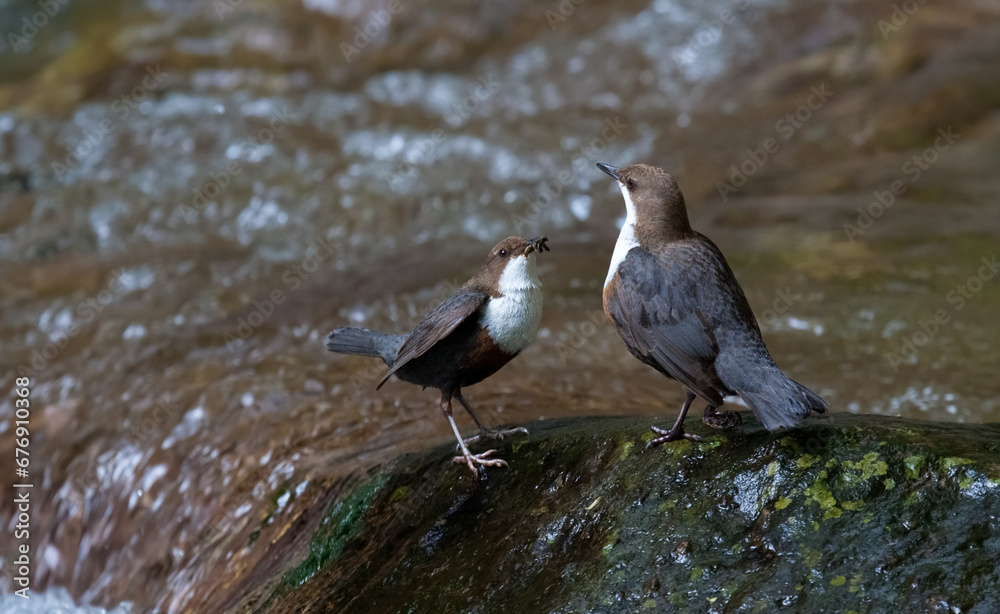Fototapeta premium merlo acquaiolo (Cinclus cinclus) dipper