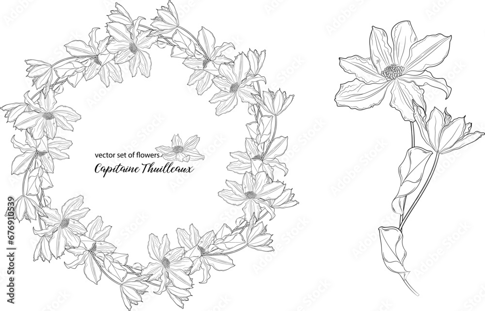 vector set of flowers and clematis buds. Capitaine Thuilleaux vector set of flowers and clematis buds. Capitaine Thuilleaux