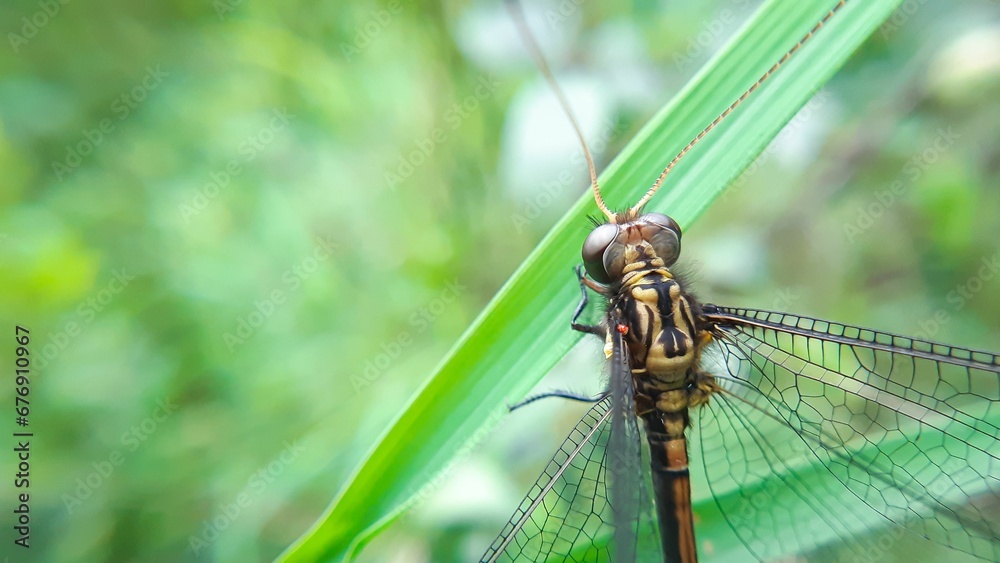 Shallow focus of a Dragonfly on a green leaf Shallow focus of a Dragonfly on a green leaf
