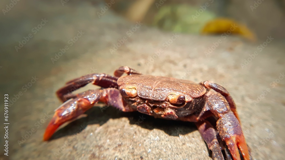Closeup of a red crab on a stone