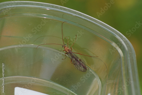 Close up Ichneumon wasp Ophion obscuratus. Tribe Ophionini, subfamily Ophioninae, family Ichneumonidae. In a transparent plastic container. Autumn, November, Dutch garden. photo